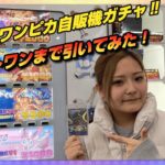 【鑑定団】久しぶりの自販機ガチャオリパをラストワンまで引いてみた‼【ワンピースカード】