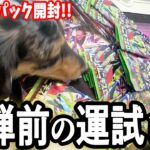 【ポケカ開封】新弾前に散財する🐻と🐕カードを売ってニンジャスピナーいっぱい買うんだ‼️【ムニキスゼロ】#ポケカ  #ポケカ再販 #最新情報  #ポケモンカード  #pokemon  #ニンジャスピナー