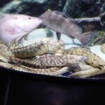 スマブラ毎日トナメ優勝　ヴァイスシュヴァルツ「超かぐや姫！」が出ることに花京院の魂を賭けるぜ！