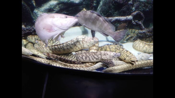 スマブラ毎日トナメ優勝　ヴァイスシュヴァルツ「超かぐや姫！」が出ることに花京院の魂を賭けるぜ！