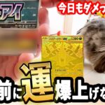【ポケカ開封】新弾前になんとかSARを引いときたい‼️🧸と🐕️【アビスアイ】#ポケカ再販 #最新情報  #ポケモンカード  #pokemon  #ポケモン #犬 #30周年#メガダークライ