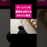 ヴィレッジヴァンガードの通路を占拠するかわいい畜生#shorts #short #おすすめ