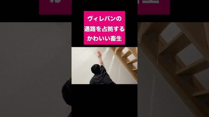 ヴィレッジヴァンガードの通路を占拠するかわいい畜生#shorts #short #おすすめ